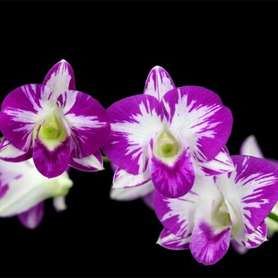 番茄雅韵堂壮苗Den.Burana 祥育天使网红大花泼墨石斛 Pearl