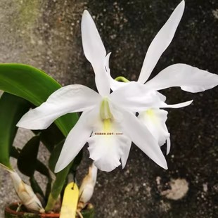 番茄雅韵堂L. speciosa.v.s/a史比西欧莎原种卡特兰蕾莉亚洋兰花