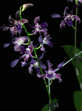 番茄雅韵堂Den.Blue Spin 蓝色旋转蓝羚羊石斛兰花洋兰