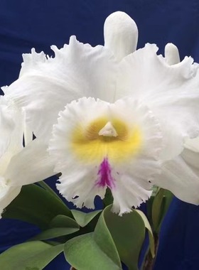 番茄雅韵堂Rlc. Duh's Eternal Love永恒之爱大花卡特兰花浓香