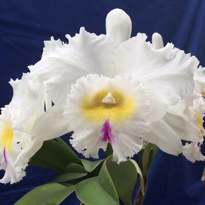 雅韵堂兰花阳台包邮大花卡特兰香