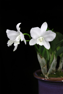 优姬 卡特兰 洋兰 兰花 White Bridal 番茄雅韵堂C. ‘Yuki’