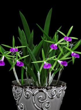 番茄雅韵堂Bc. Gulfshore's Beauty 'Torino' 都灵中矮卡特兰花香