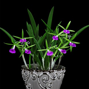 番茄雅韵堂Bc. Gulfshore's Beauty 'Torino' 都灵中矮卡特兰花香