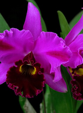 番茄雅韵堂Rlc. Young-Min Dancer‘阳明舞者大花浓香卡特兰花