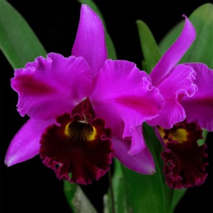 番茄雅韵堂Rlc. Young-Min Dancer‘阳明舞者大花浓香卡特兰花