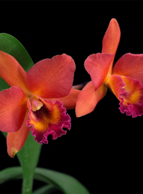 番茄雅韵堂Rth. Duh's Passion‘Spring’春天卡特兰包邮阳台兰花