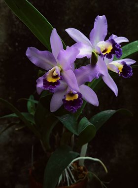 番茄雅韵堂（rupestris x walkeriana） x Tiny Treasure蓝蒂尼