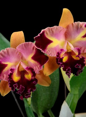 番茄雅韵堂Rlc. Chief Queen ‘Lighting闪电王大花卡特兰花洋兰