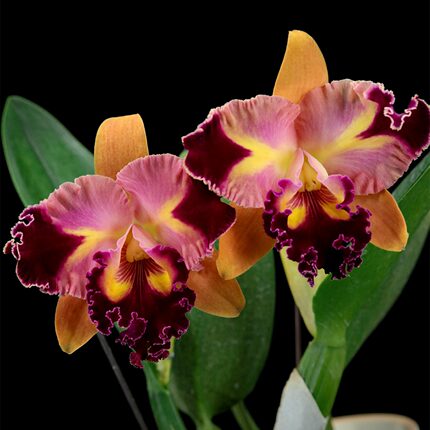 番茄雅韵堂Rlc. Chief Queen ‘Lighting闪电王大花卡特兰花洋兰