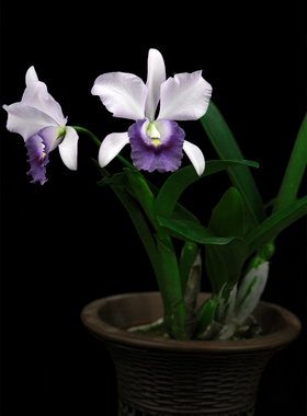 番茄雅韵堂Ctt. Final BlueRoyal Purple皇家紫蓝袍卡特兰花洋兰