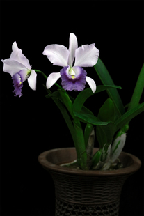 Purple皇家紫蓝袍卡特兰花洋兰 BlueRoyal 番茄雅韵堂Ctt. Final