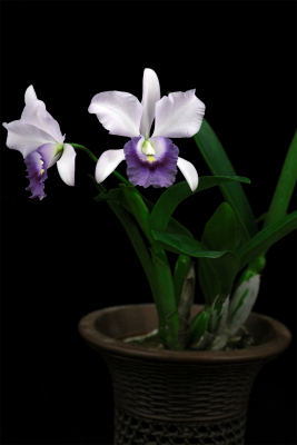 雅韵堂兰花花园阳台包邮蓝紫卡特