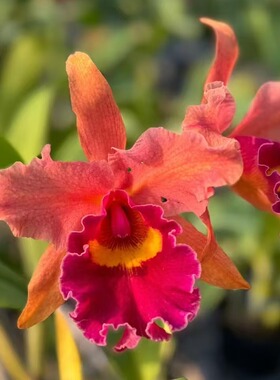 番茄雅韵堂Rlc.Duh's Honey X Rth.Duh's Wish杜氏梦幻1201C卡特