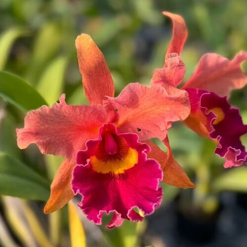 育种家系列限量卡特兰花阳台包邮