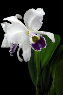 番茄雅韵堂C. warneri coerulea 缤纷10号’蓝色瓦涅妮原种卡特兰