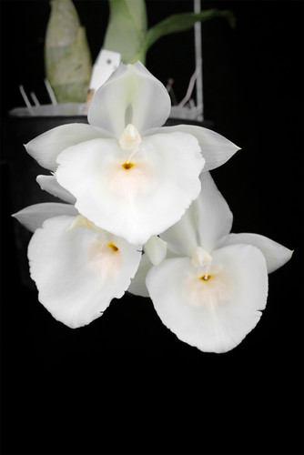 番茄雅韵堂兰花圆盘兰洋兰素心