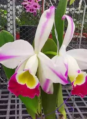 番茄雅韵堂C. eldorado. flamea. 'Fairy'仙女火焰爱多拉多卡特兰