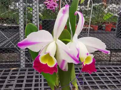 雅韵堂兰花阳台花园包邮卡特兰香