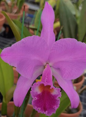 番茄雅韵堂C. gaskelliana fma rubra微达丽嘎斯大花原种卡特兰花
