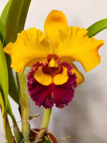 大花卡特兰花色艳丽秋冬香味浓郁