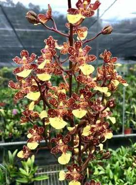 Trichocentrum（Windward Beauty x Maui Gold) 虎头蜂铁板文心兰