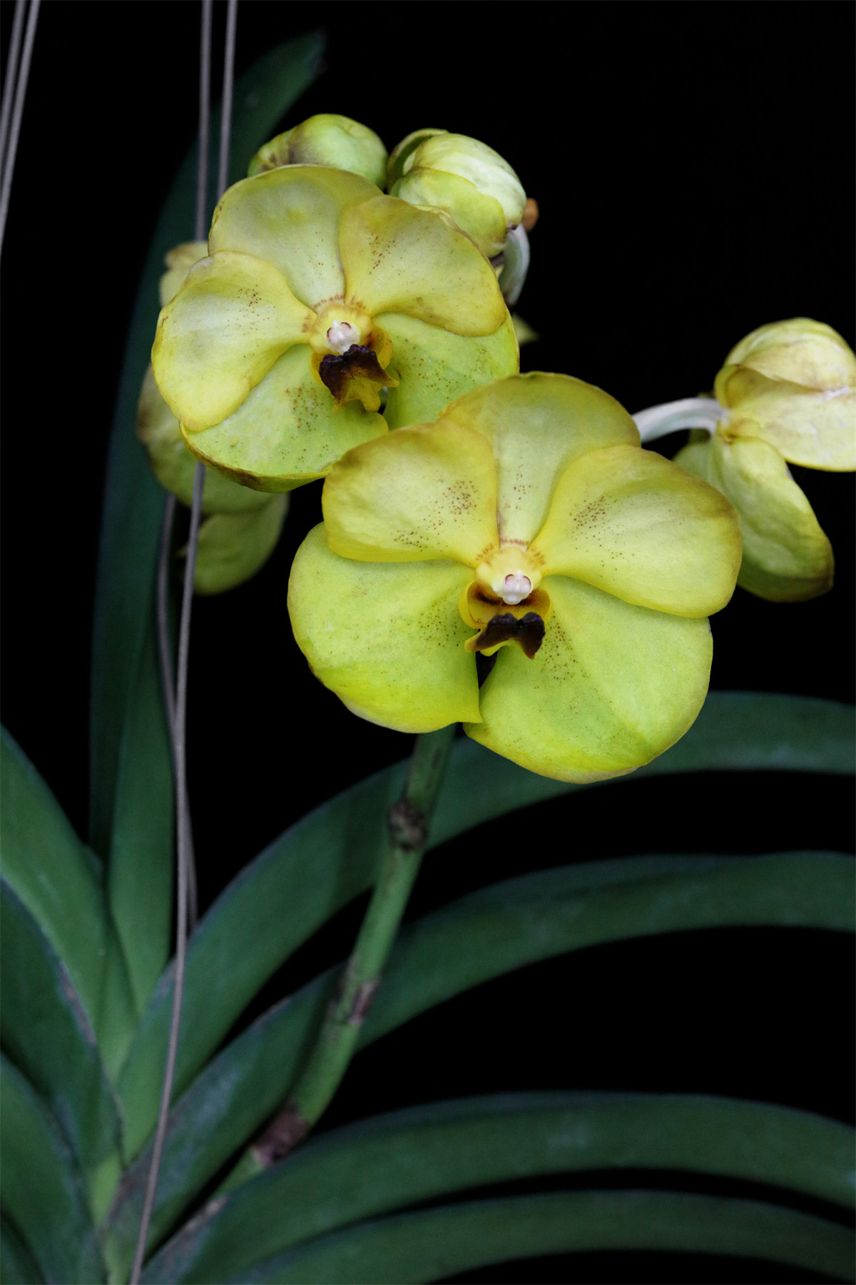 yellow butterfly黄蝴蝶大花万代兰阳台花园包邮洋兰
