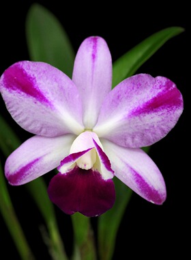 番茄雅韵堂C. Mona Pink 'Hiromi'  博美办公室阳台卡特兰花洋兰