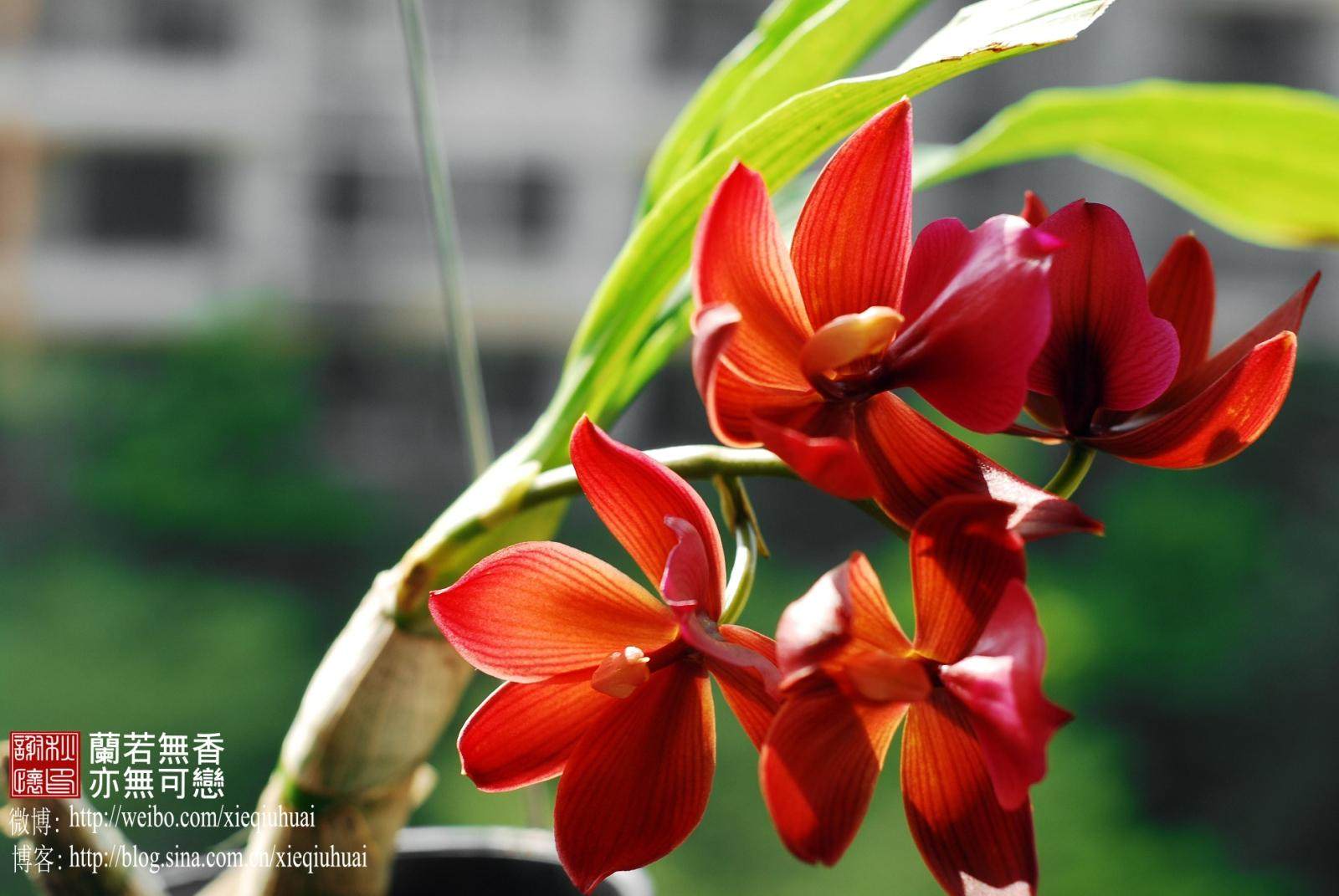 顺丰包邮cycnodes wine delight jem 红天鹅兰洋兰兰花