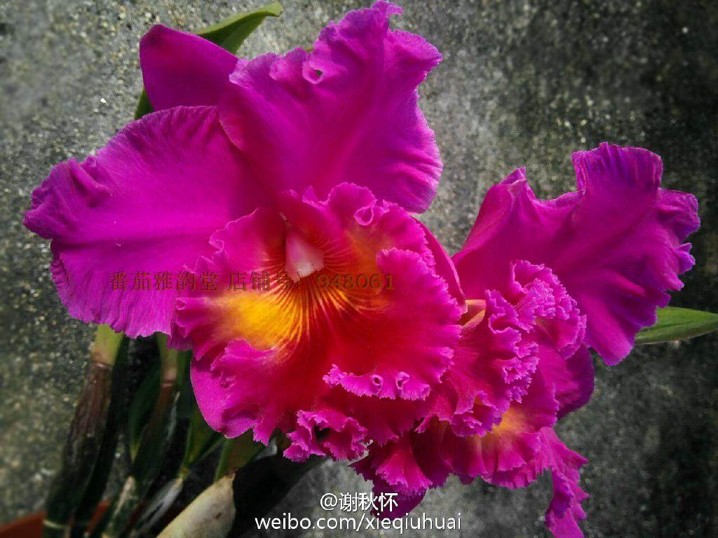 red grape 红葡萄大花卡特兰兰花洋兰