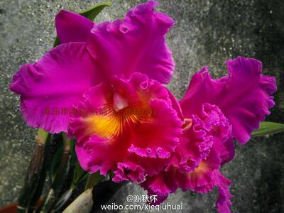 番茄雅韵堂Rlc. Red Grape 红葡萄大花卡特兰兰花洋兰