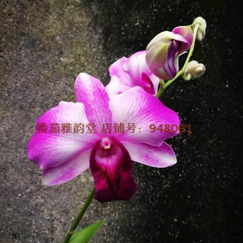番茄雅韵堂巨花秋石斛兰花洋兰