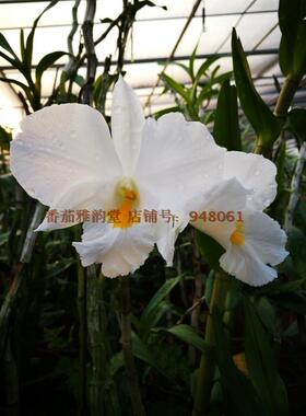 Dendrobium infundibulum Lindl高山石斛