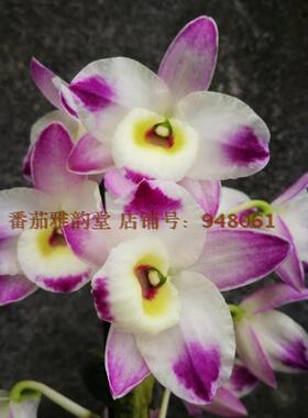 番茄雅韵堂Den. Lai's PearlQueen 珍珠皇后泼墨春石斛兰花洋兰