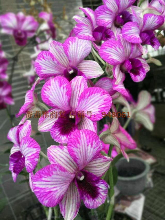 Den.Burana Emerald mutation'Stnpe Waves'条纹泼墨石斛兰花