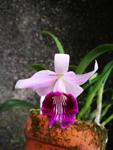 顺丰包邮C.dayana戴氏嘉德利亚原种卡特 兰花洋兰