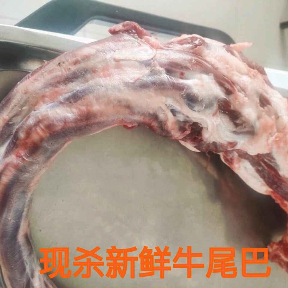 新鲜黄牛牛尾巴牛尾骨整根牛尾本地黄牛现杀现发10斤