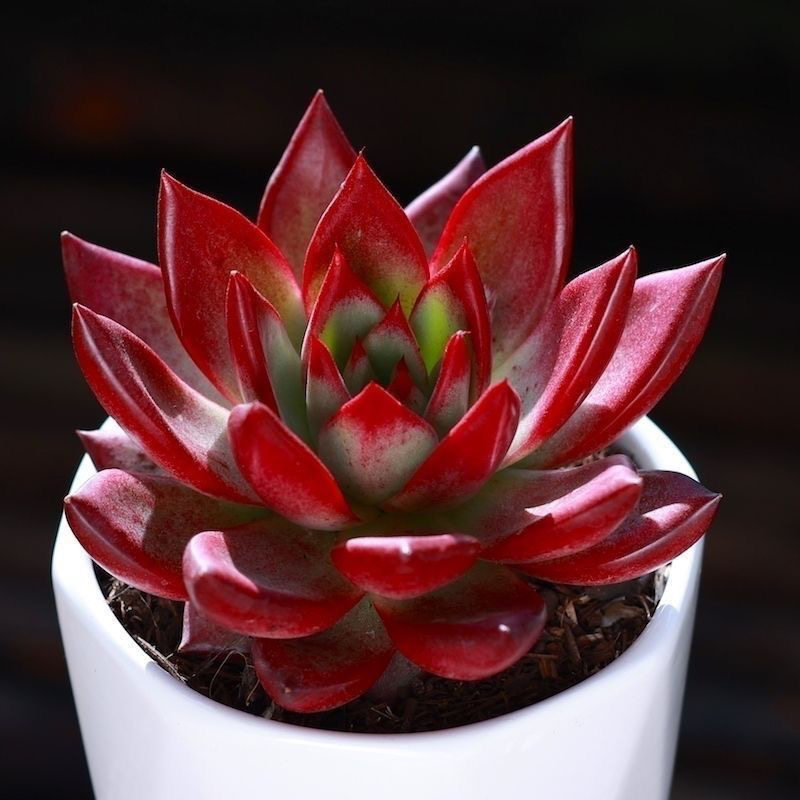 罗宾多肉植物室内阳台盆栽绿植花多肉植物