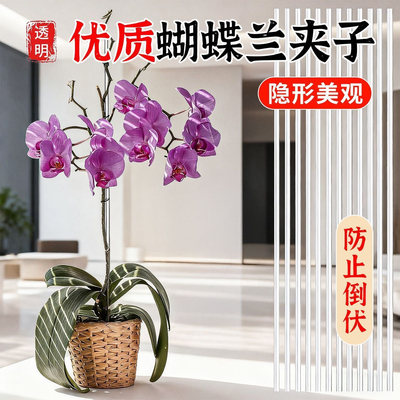 蝴蝶兰花夹子兰花藤蔓花卉卡子