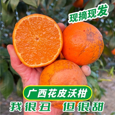 广西正宗武鸣花皮沃柑 武鸣沃柑 8斤装 鲜摘现发 丑但是很甜哦