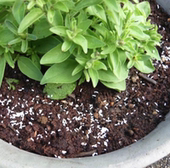 中国记忆 介壳虫专杀 小白药DX红蜘蛛螨虫