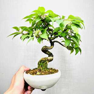 中国记忆盆景紫珠盆景盆栽花果紫式部进口现货