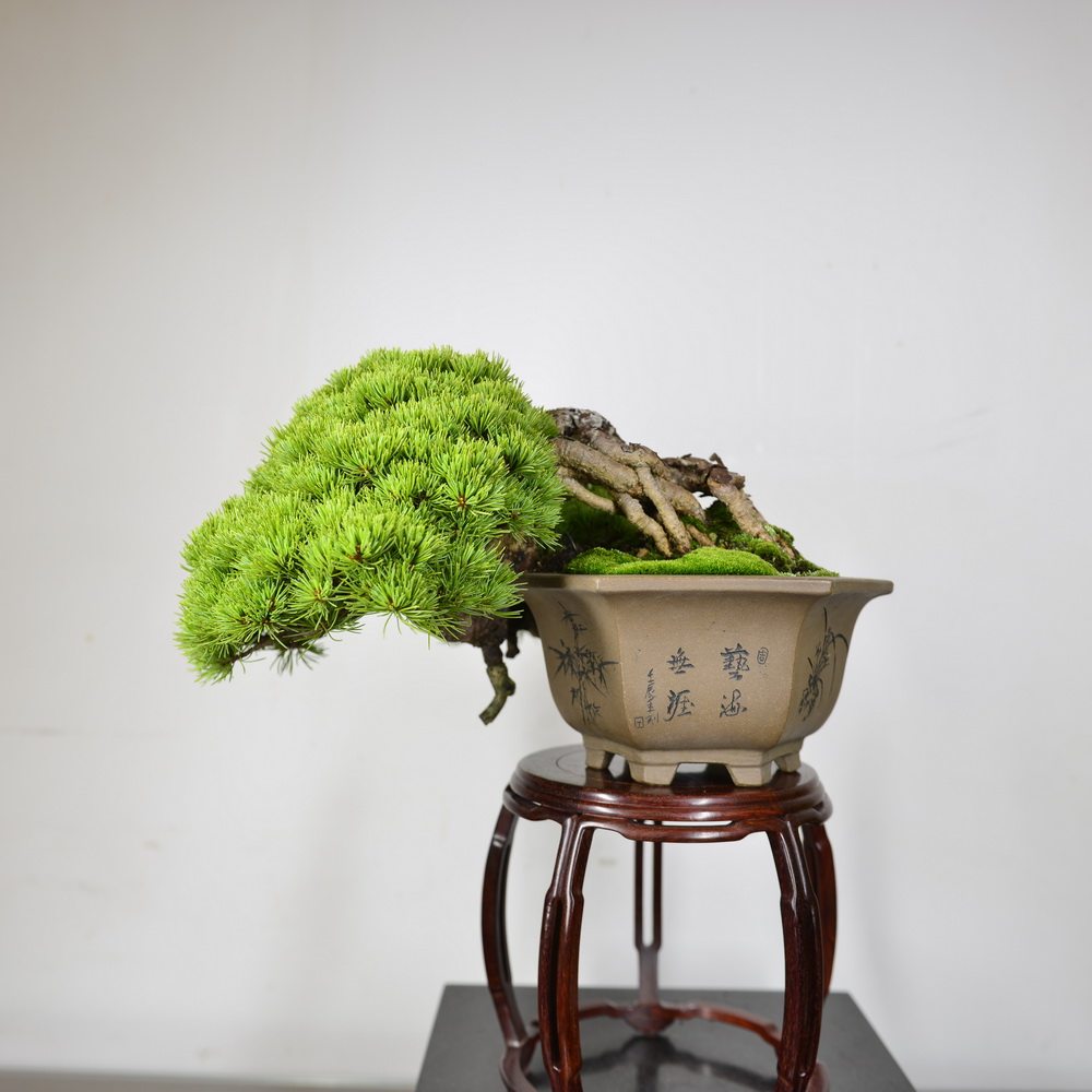 中国记忆-那须娘五针松 小品盆景 大阪松 贵品日本盆栽进口现货