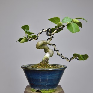 中国记忆 日本茶梅出云大社2号  春季开花盆景盆栽 进口现货