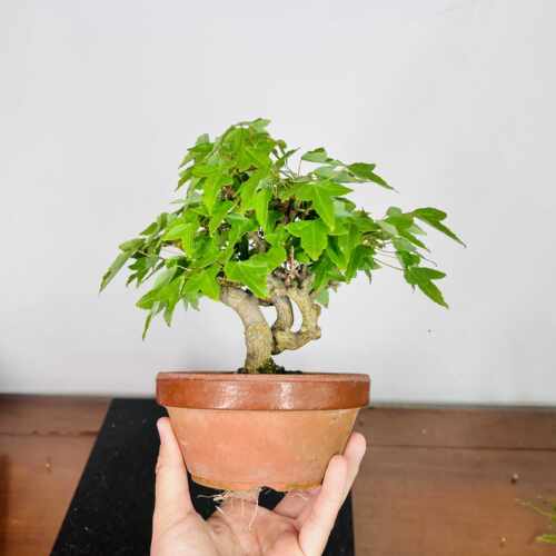 榆树盆景阳台办公桌附石趣味植物