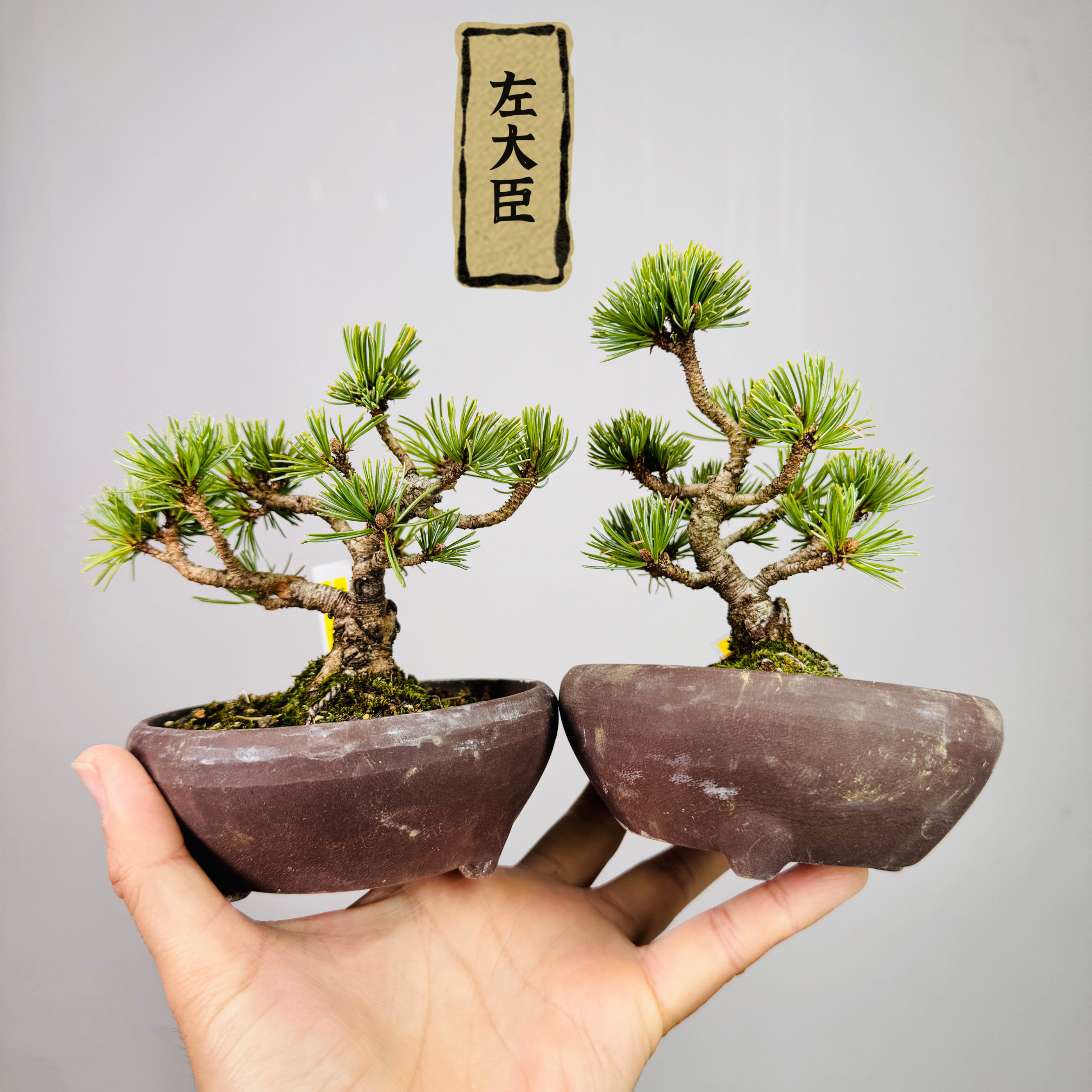 中国记忆盆景左大臣五针松短针小品盆景盆栽日本进口现货