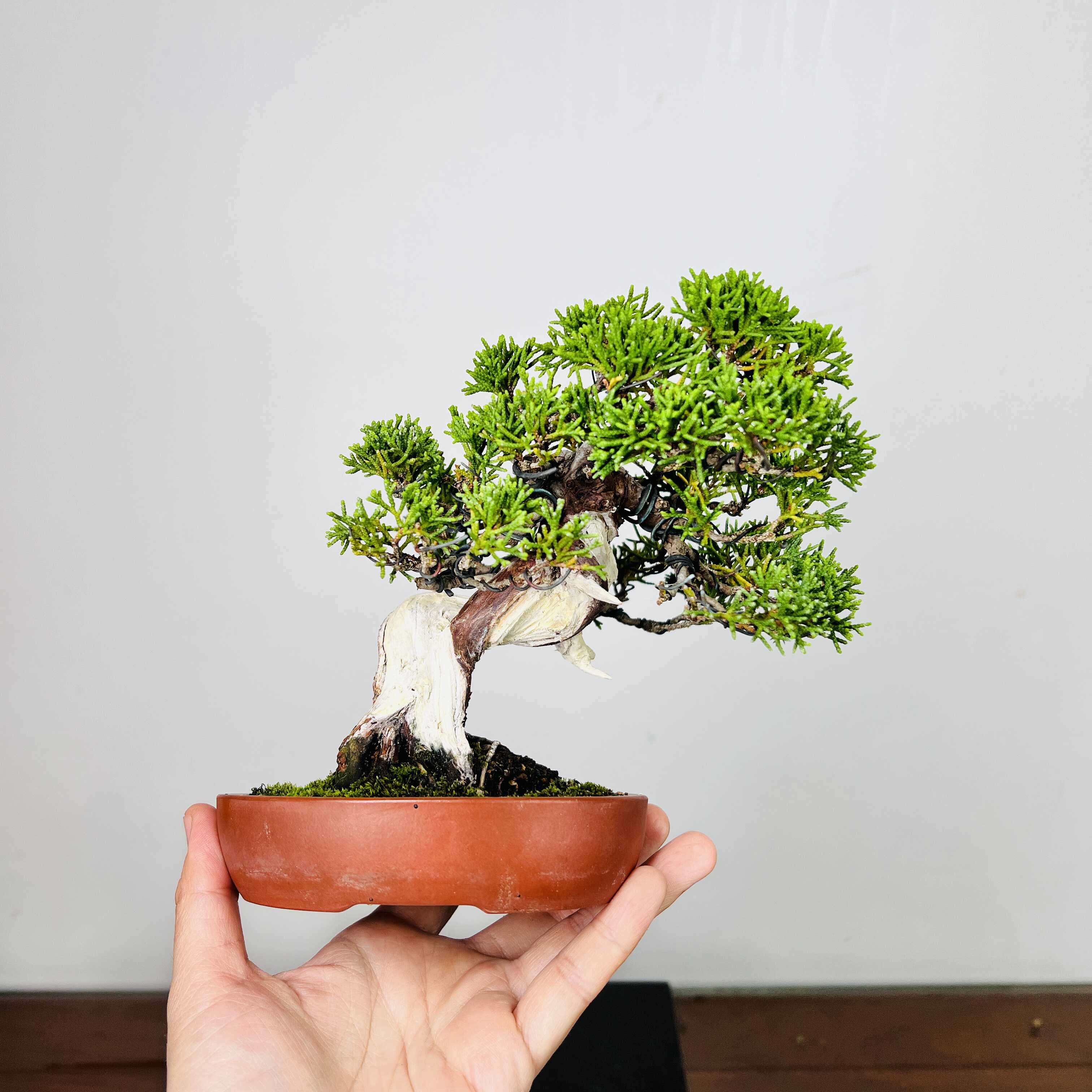 一物一拍微型小品毛坯绿植摆件