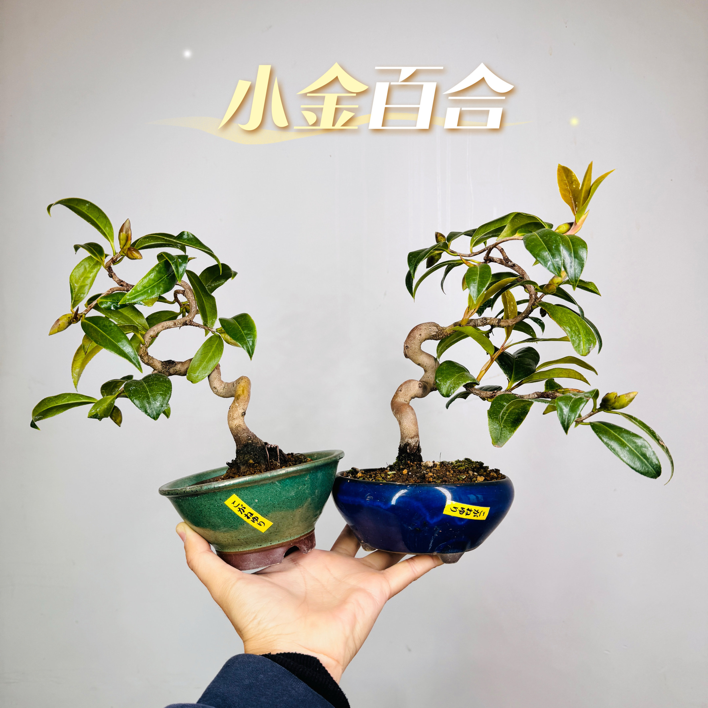 中国记忆盆景日本进口茶梅日系品种小金百合奶黄色单瓣小花现货