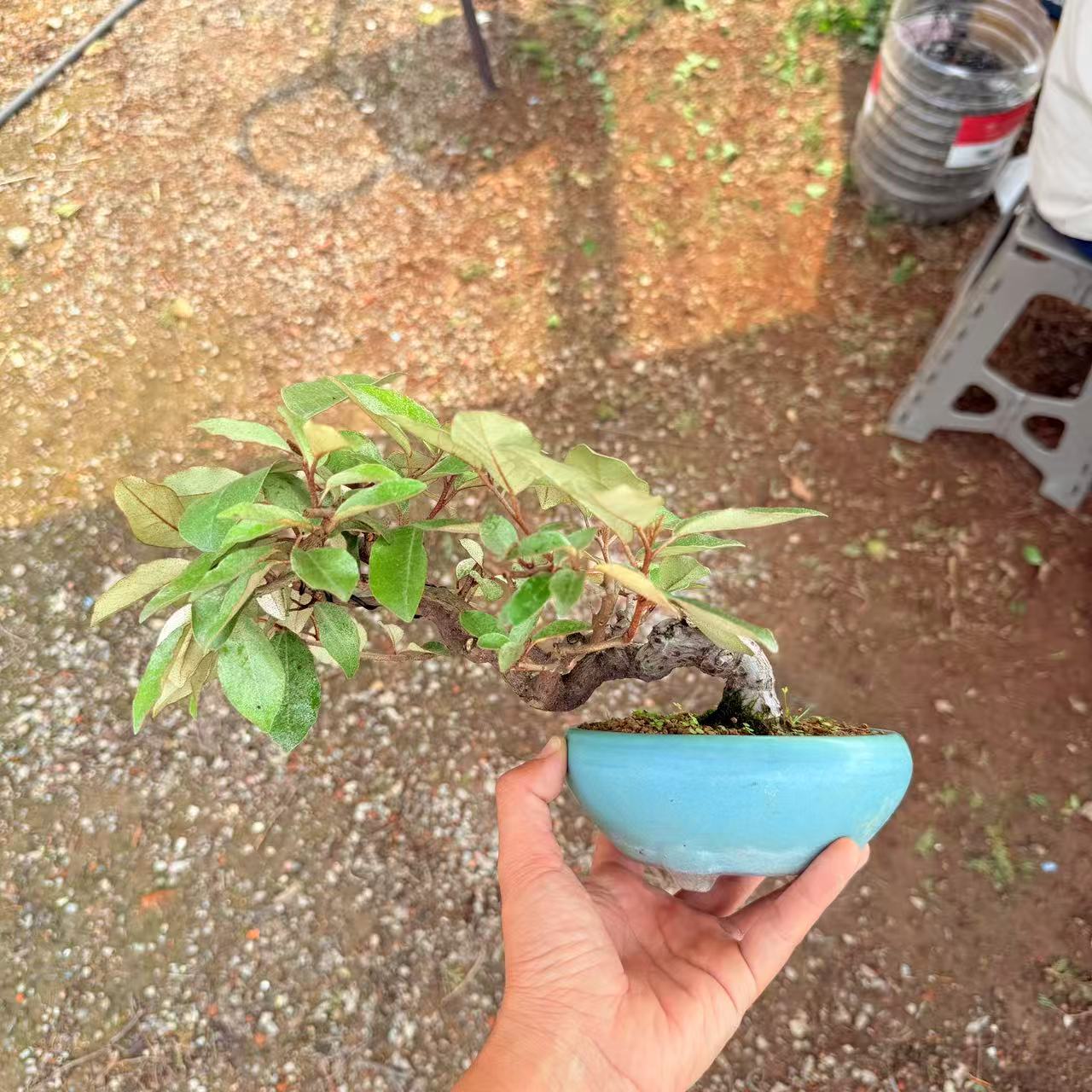 中国记忆盆景进口胡秃子老度造型观果盆栽现货一物一拍