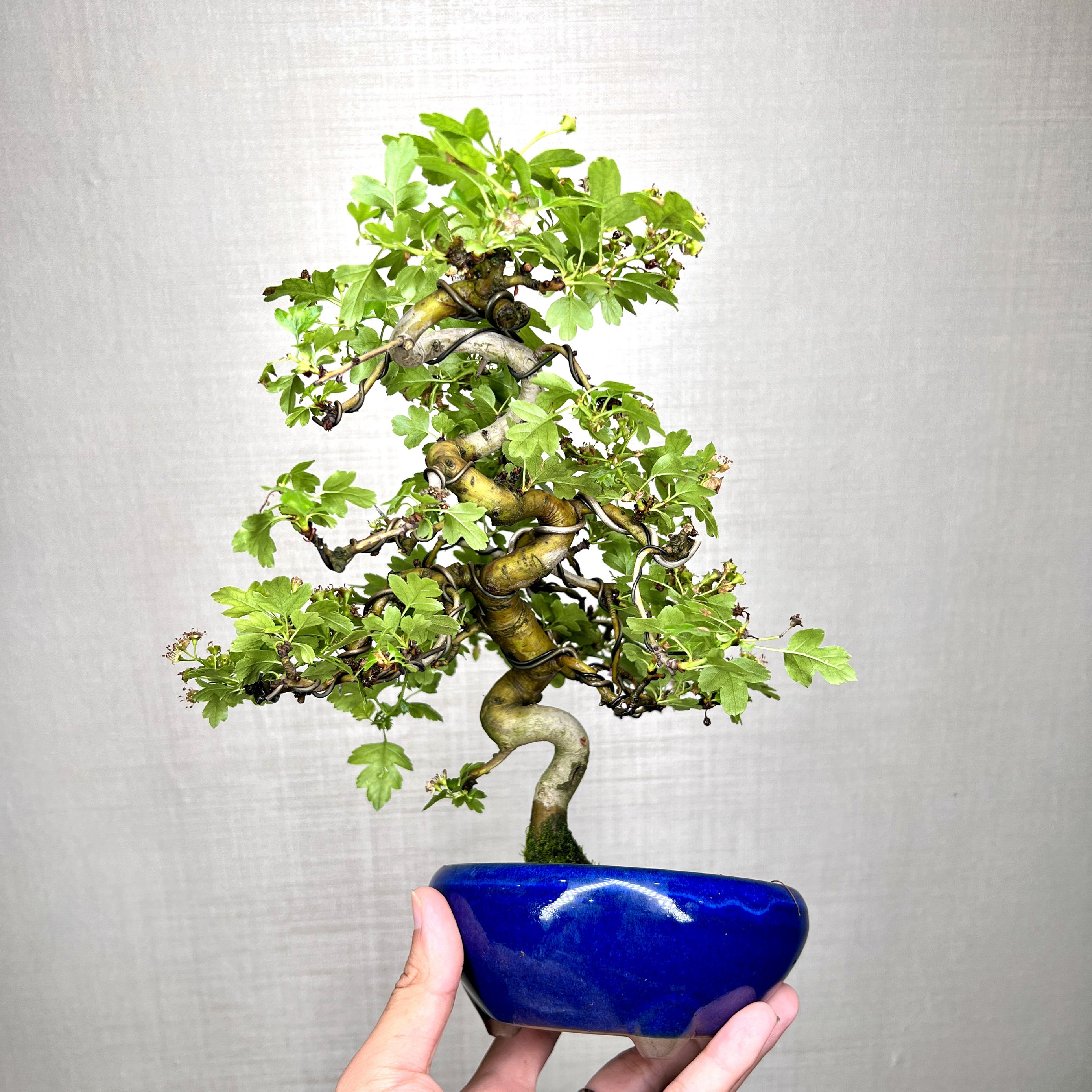 中国记忆盆景红花山楂小红果进口现货